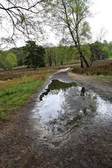 Wet path in Fischbeker Heide nature reserve