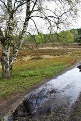 Fischbeker Heide nature reserve in Hamburg