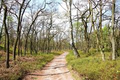 Trail in Fischbeker Heath nature reserve in Hamburg