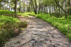 Path in Fischbeker Heide nature reserve in Hamburg