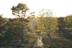 Birch and oak trees in Fischbeker Heide nature reserve