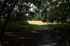 Forest path with light filtering through trees