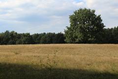 lone tree in a large field