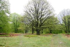 trees in Fischbeker Heide nature reserve