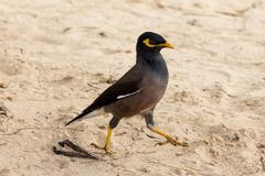 Common myna at Kata Beach, Phuket, Thailand