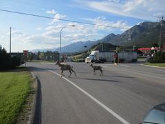 Big Horn Sheep crossing a road in a mountainous area