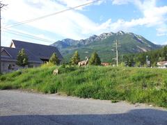 Big Horn Sheep Grazing in Town Centre, Radium Hot Springs