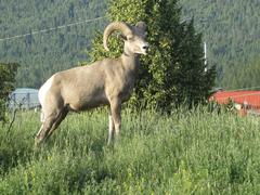 Big Horn Sheep in Radium Hot Springs Township