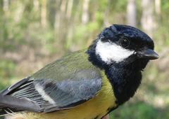 Great Tit bird on a branch