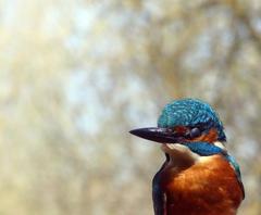 Kingfisher in Salburua, Spain