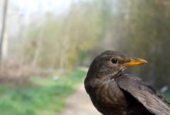 Turdus merula in Salburua, Spain