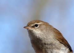 Cettia cetti bird in Salburua