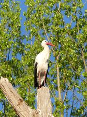 Stork in Salburua, Spain