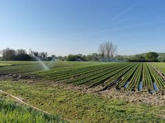 Agricultural water sprinklers in Zagreb