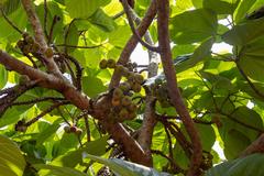 Ficus auriculata tree in Fort Canning Park