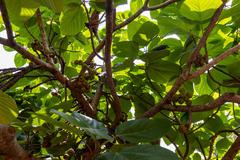 Ficus auriculata at Fort Canning 2023