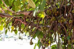 Ficus auriculata tree at Fort Canning in 2023