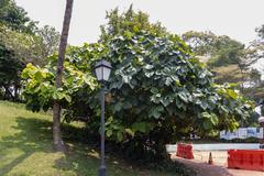 lush greenery at Fort Canning Park with historical architecture stone arches