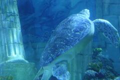 Sea Life Porto aquarium interior view with underwater tunnel