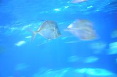 Sea Life in Porto aquarium