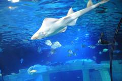 Colorful sea creatures in an aquarium