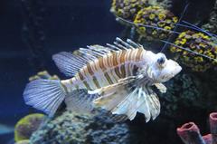 Pterois volitans at Sea Life Porto