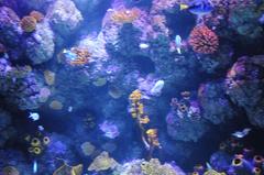 interior view of Sea Life Porto aquarium with large tanks and marine life