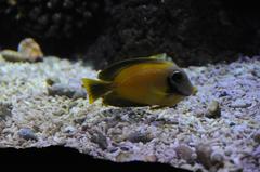 Sea Life Porto aquarium tank with diverse marine species