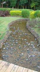 Serene Japanese garden with a lake in Pune