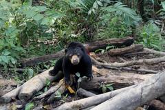 Sun Bear eating mango