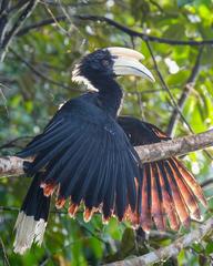 Black Hornbill basking in morning sun