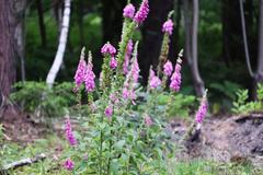 Foxglove plant in a clearing in the Ohligser Heide nature reserve