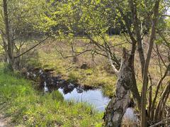 Spring in Ohligser Heide