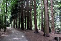 Footpath through the Ohligser Heide nature reserve lined with hemlock trees