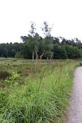 Grasses in front of a heath field with two birch trees in the background