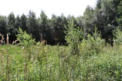 Meadow with diverse grasses and herbs in Ohligser Heide nature reserve