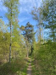 Heide trail with pine and birch trees