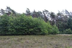 Heidelandschaft im Naturschutzgebiet Ohligser Heide