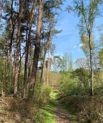 Heath path with pines and sand birches