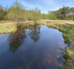 Heideweiher in Ohligser Heide nature reserve