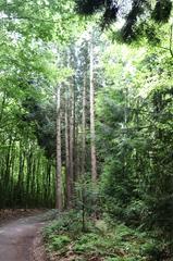 mixed forest with deciduous and coniferous trees of various ages