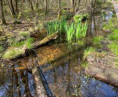 Moor flora with swamp iris and frogbit in Ohligser Heide