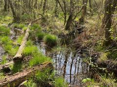 Moor in der Ohligser Heide