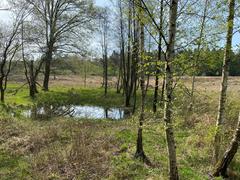 Moorauge pond in Ohligser Heide nature reserve