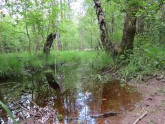 Moor forest landscape in the Ohligser Heide nature reserve, Solingen-Ohligs