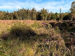 Ohligser Heide nature reserve in Solingen