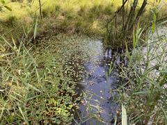 Laichkraut in der Ohligser Heide