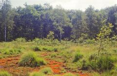 Heidemoor with blooming sundew carpet at NSG SG-001 Ohligser Heide in spring 1996