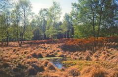 Ohligser Heide nature reserve with blooming bog myrtle, a pond, and surrounding grass tussocks