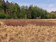 Blühende Gagelsträucher und Grasbulten in der Ohligser Heide im April